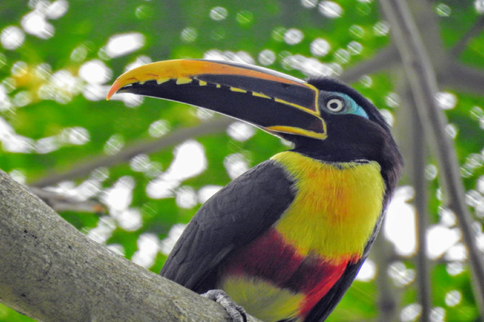 Prepárese para pajarear en Cali: llega el Birdfair con varias actividades