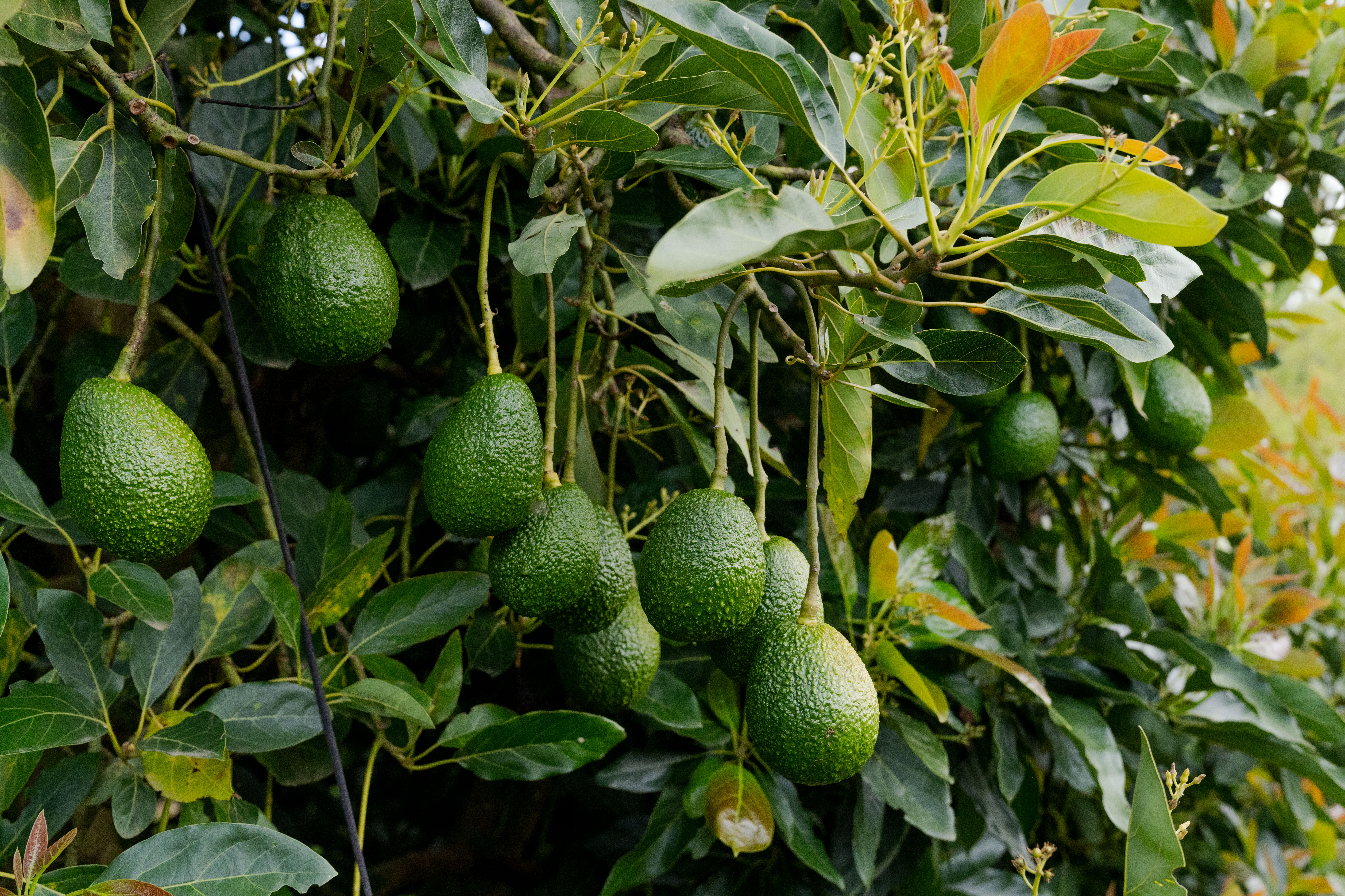 Cultivo de aguacate Hass. / Cortesía Corpohass