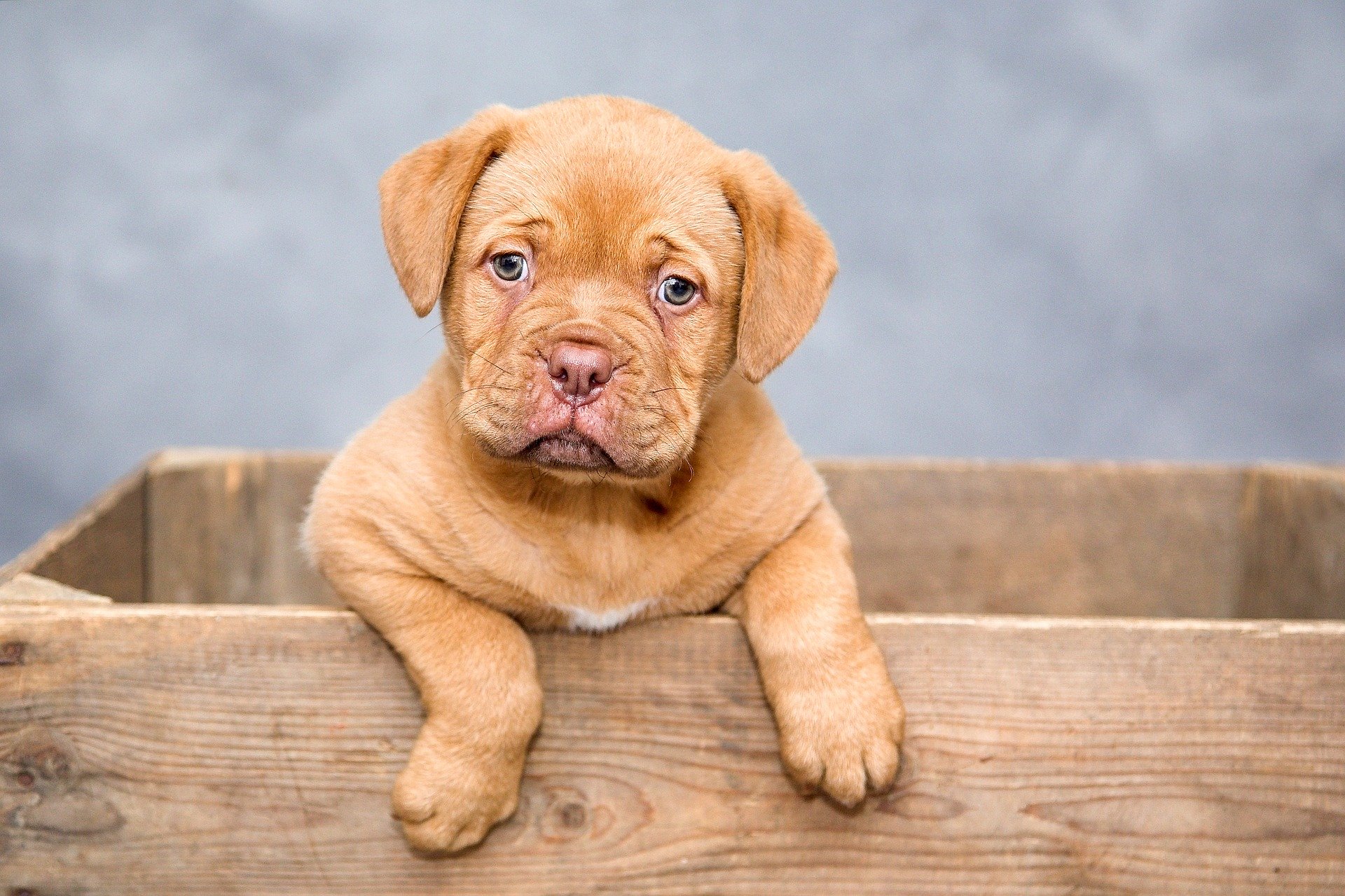 ¿Cómo cuidar la piel de tu perro?