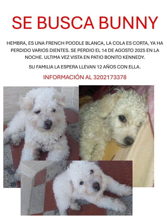 Bunny se perdió el 14 de agosto en Patio Bonito, Bogotá.