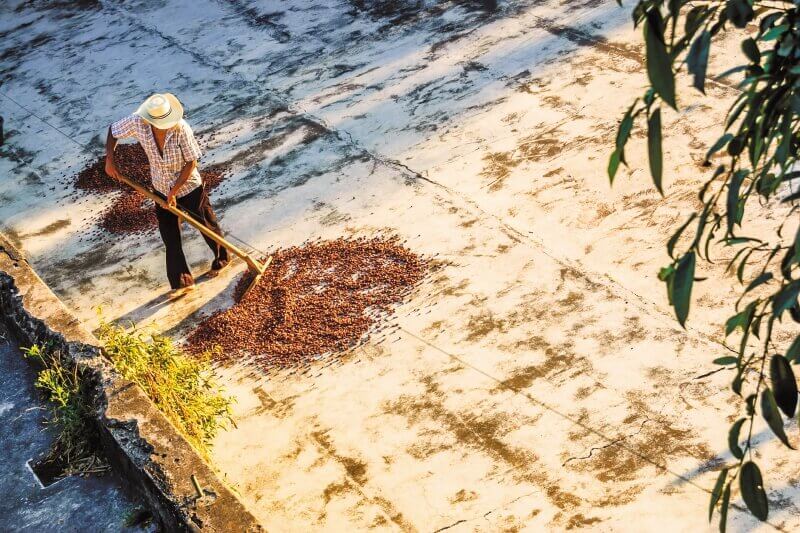 Arauca, cambiando coca por cacao