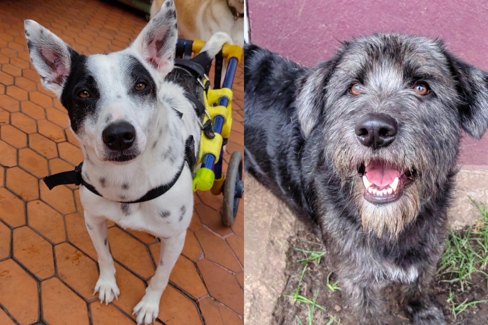 Bogotá tiene un refugio que está cambiando la historia de los perros sin hogar