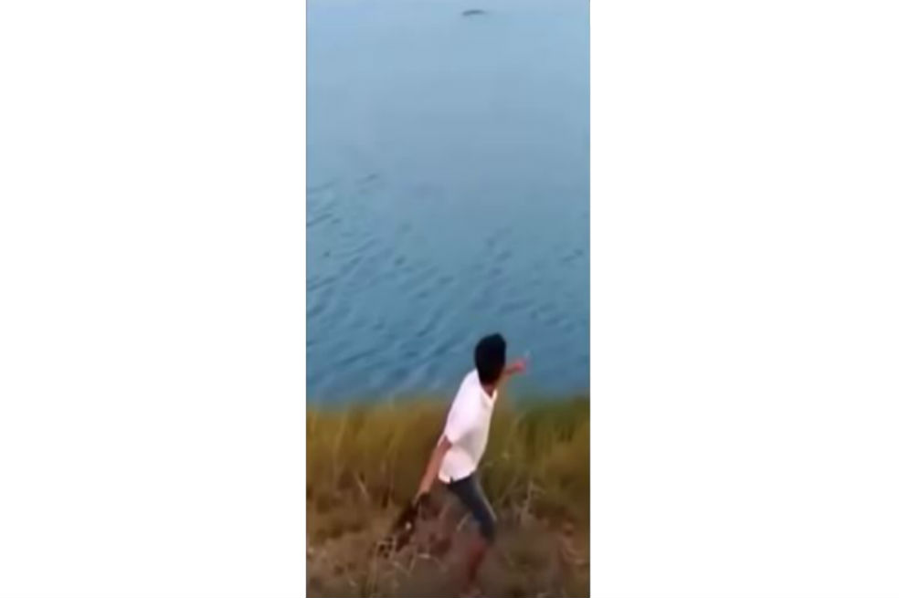 Indignación por joven que lanza un cachorro a lago de cocodrilos