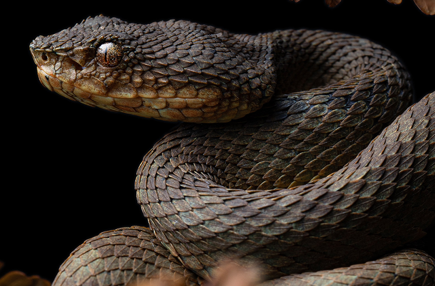 Descubren cinco nuevas especies de víboras en Colombia y Ecuador