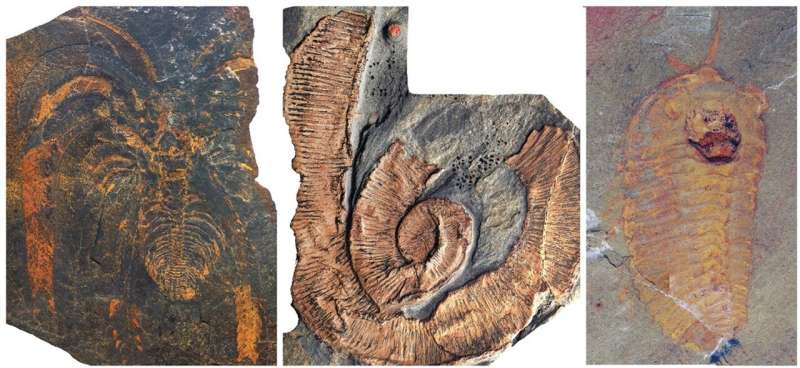Los artrópodos gigantes vivieron en el mar hace 470 millones de años