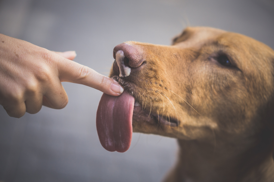 ¿Por qué mi perro me lame la cara? Esta es la curiosa razón