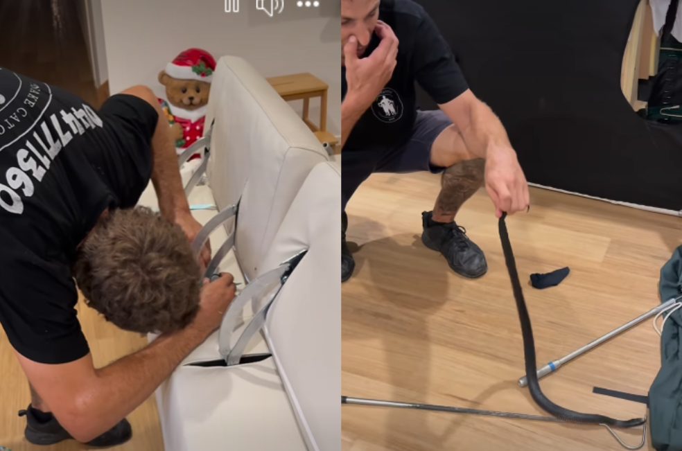 Hallan a serpiente venenosa en el sofá de una familia: así la sacaron (video)