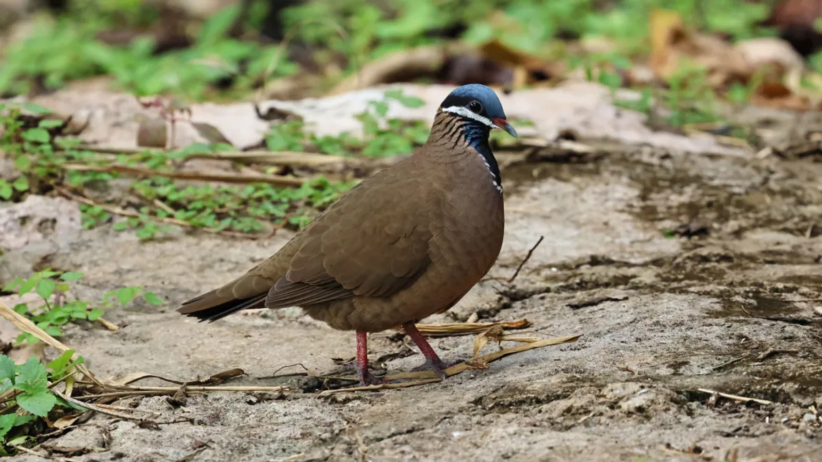 Nuevas pistas sobre una rara especie de ave que está en peligro de extinción