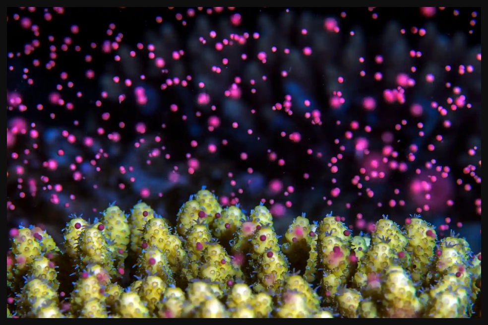 Tom Shlesinger ganó en la categoría de arte de la naturaleza. Su foto la llamó 'Tormenta de nieve colorida bajo el agua': desove de coral en el Mar Rojo.