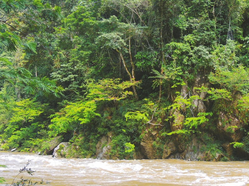 Las asombrosas plantas del río Samaná