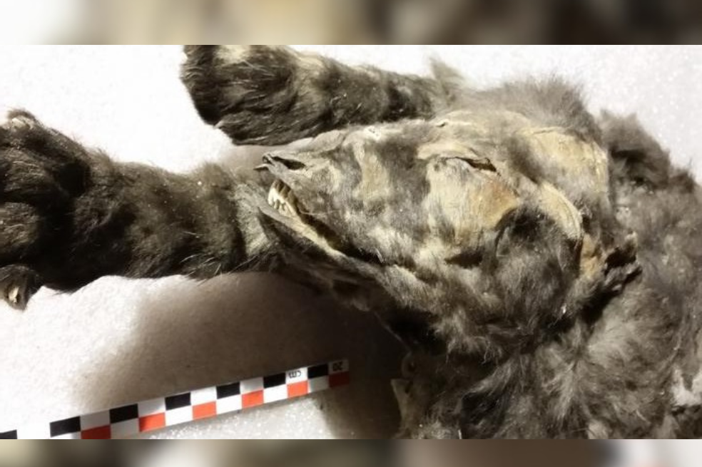 Estos dos cachorros de hace 14.000 años no serían lo que hasta ahora creíamos