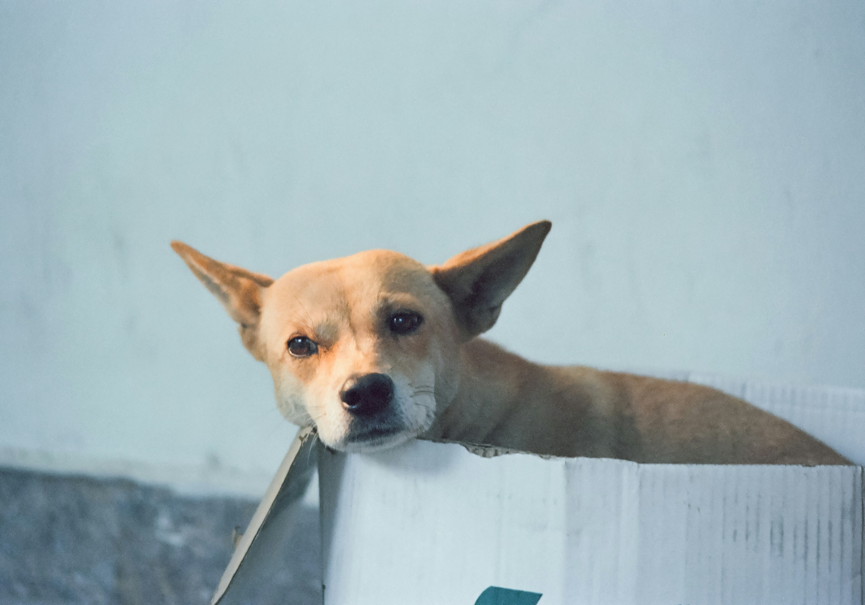 Devueltos tras ser adoptados: la realidad que viven los animales en Colombia