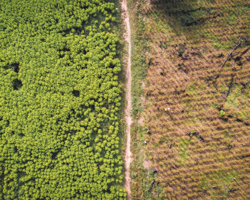 Siembras de coca en Tibú, en la región del Catatumbo.