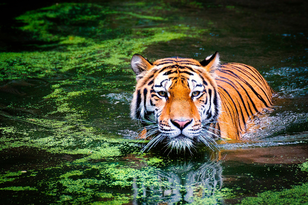 ¿Qué animal soy en el Horóscopo chino? Tigre de agua