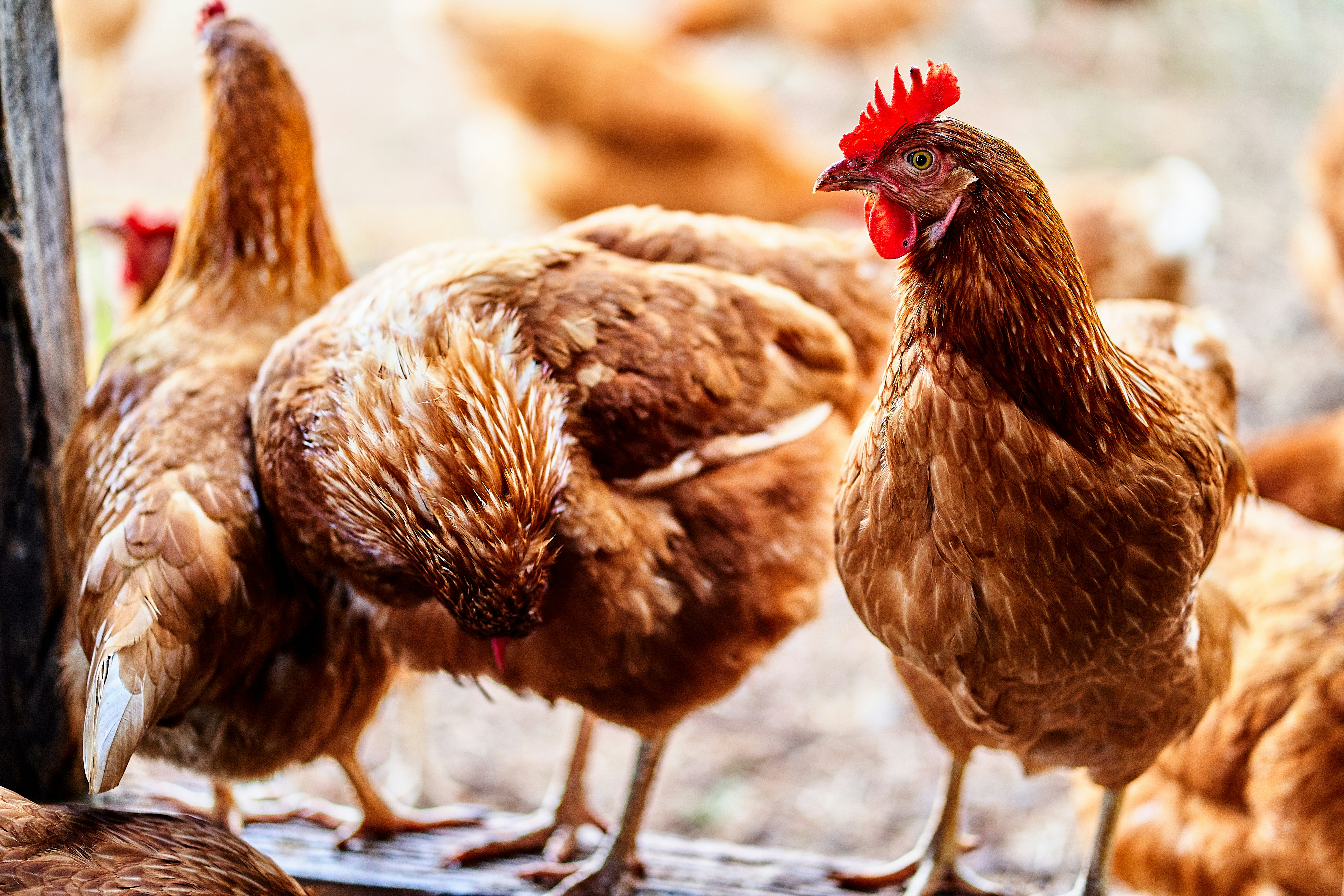 ¿Es legal tener gallinas en casa en Colombia? Normas y requisitos