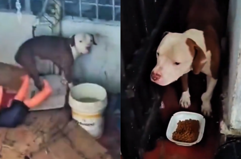 Rescatan a un perro abandonado en una casa vacía en Norte de Santander