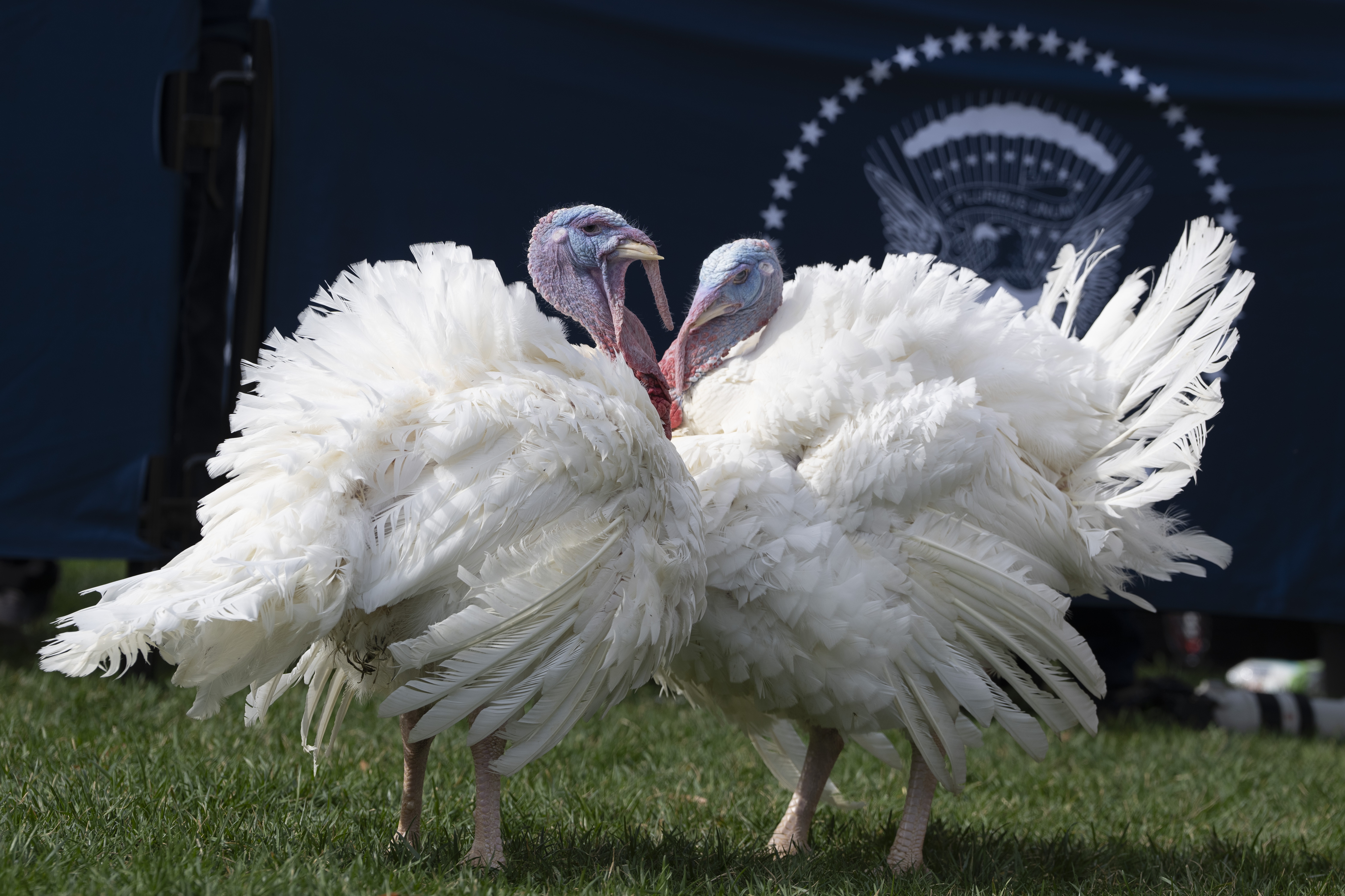 Washington (United States), 20/11/2023.- 'Liberty' and 'Bell' participate in a ceremony pardoning of the National Thanksgiving Turkey at the White House in Washington, DC, USA, 20 November 2023. (Turquía) EFE/EPA/CHRIS KLEPONIS / POOL