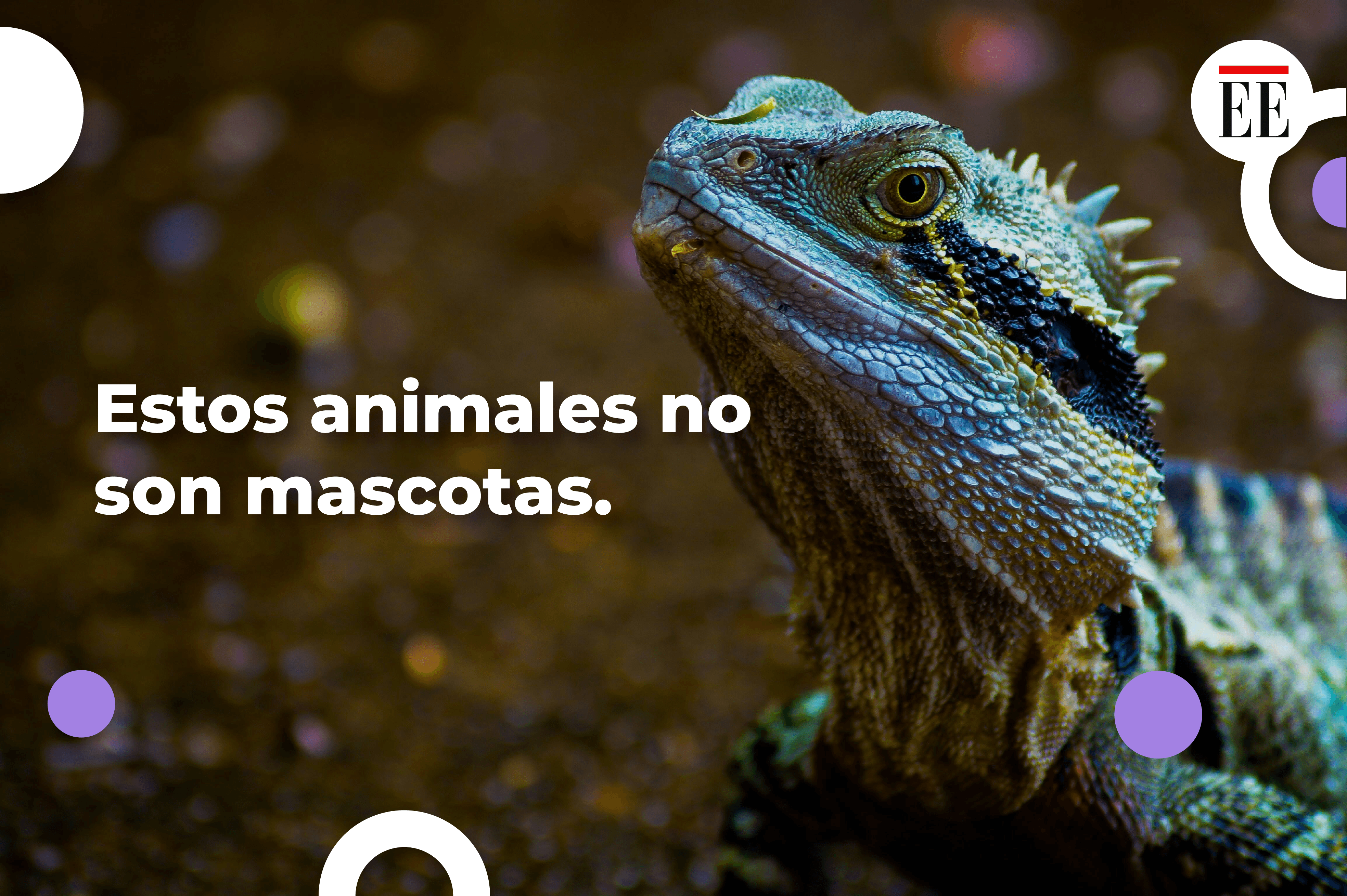 Estos animales no se pueden tener como mascotas en Colombia