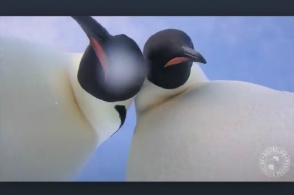 Pingüinos curiosos conquistan las redes sociales con selfie