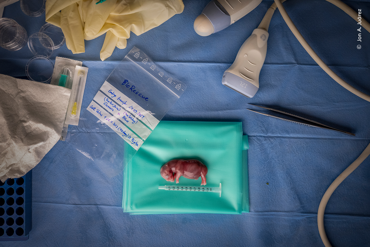Ganador: Fotoperiodismo

Jon A Juárez (España) documenta la innovadora ciencia para salvar al rinoceronte blanco del norte de la extinción mediante la fertilización in vitro (FIV).

Jon pasó años documentando el trabajo del Proyecto BioRescue y afirma que ser testigo de un hito en la salvación de una especie "fue algo que nunca olvidaré".