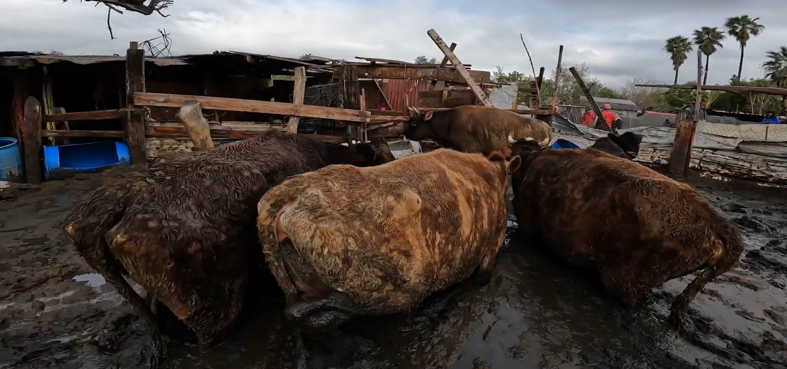 (Video) Rescatan a 17 animales que quedaron atrapados bajo el lodo en California