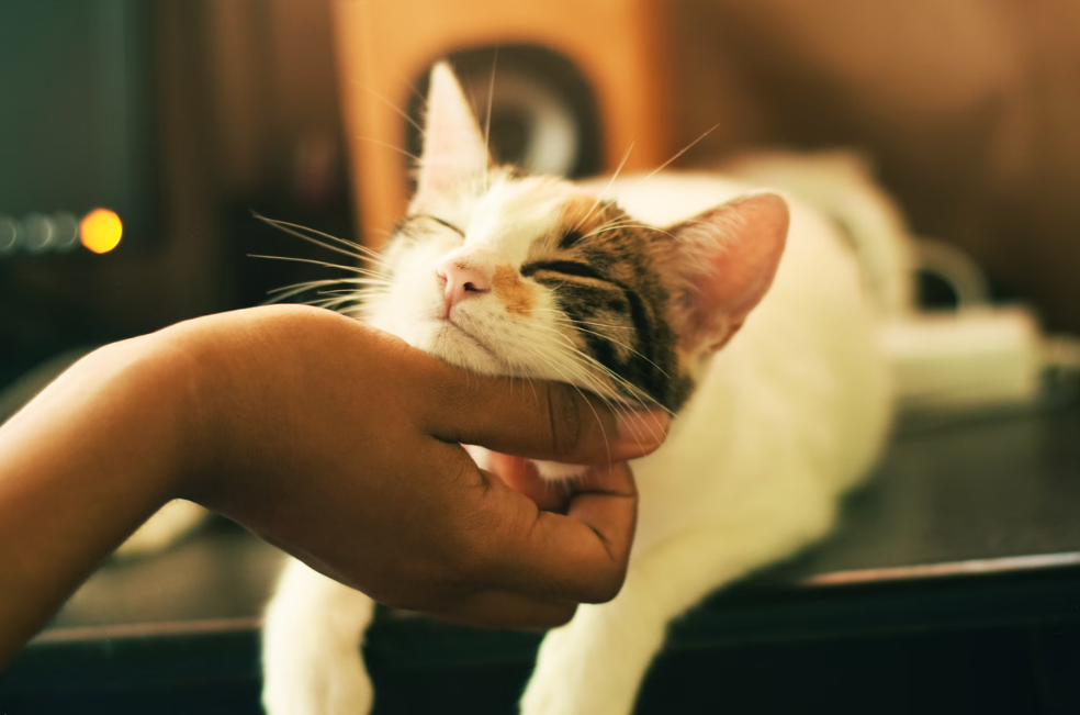 Después de cinco años una pareja en Escocia se reencuentra con su gata perdida