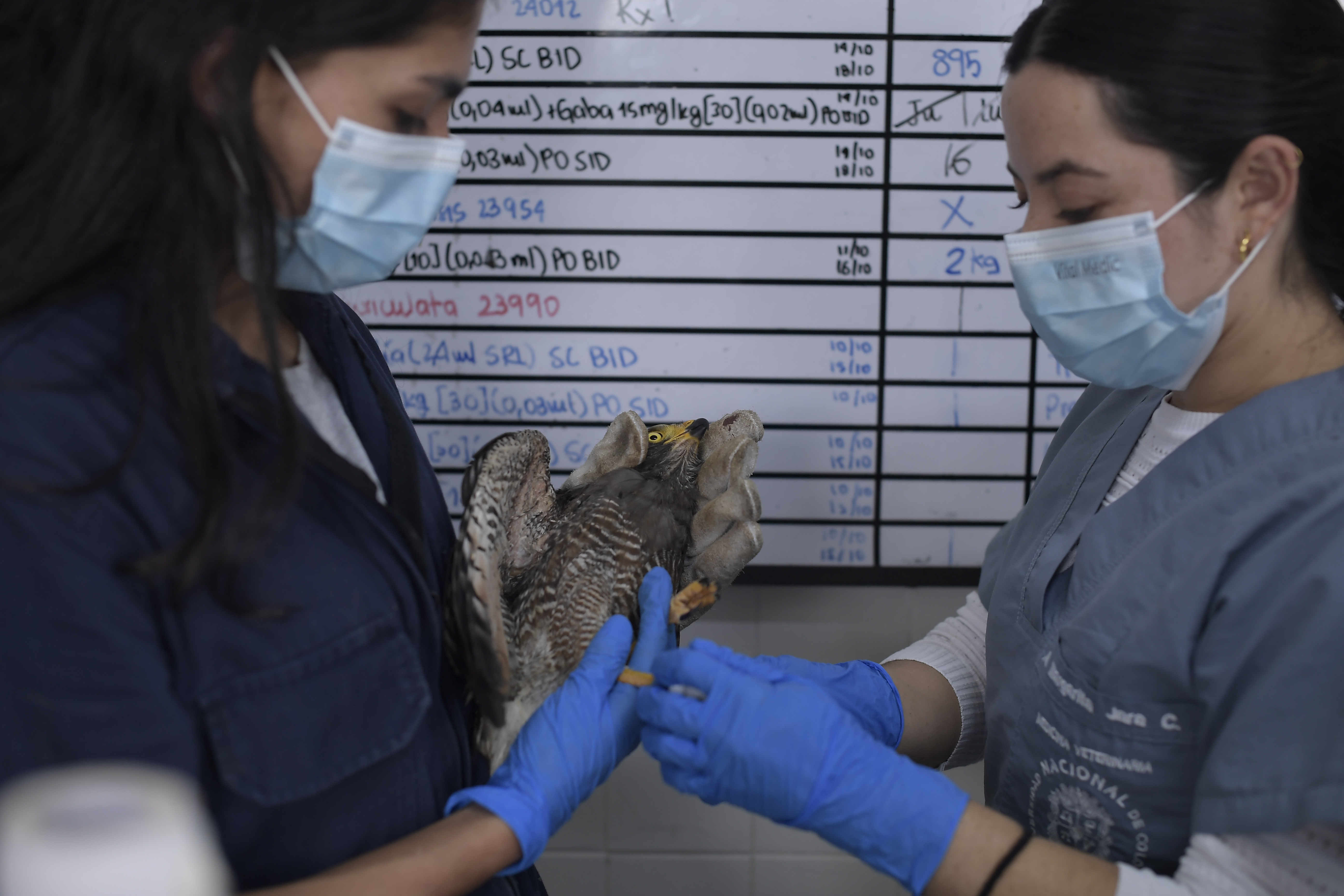 Centro de investigación, atención y rehabilitación de animales silvestres en la Universidad Nacional.