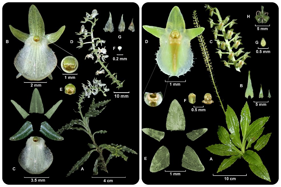 Dos nuevas especies de orquídeas fueron encontradas en Dapa, Valle del  Cauca | EL ESPECTADOR