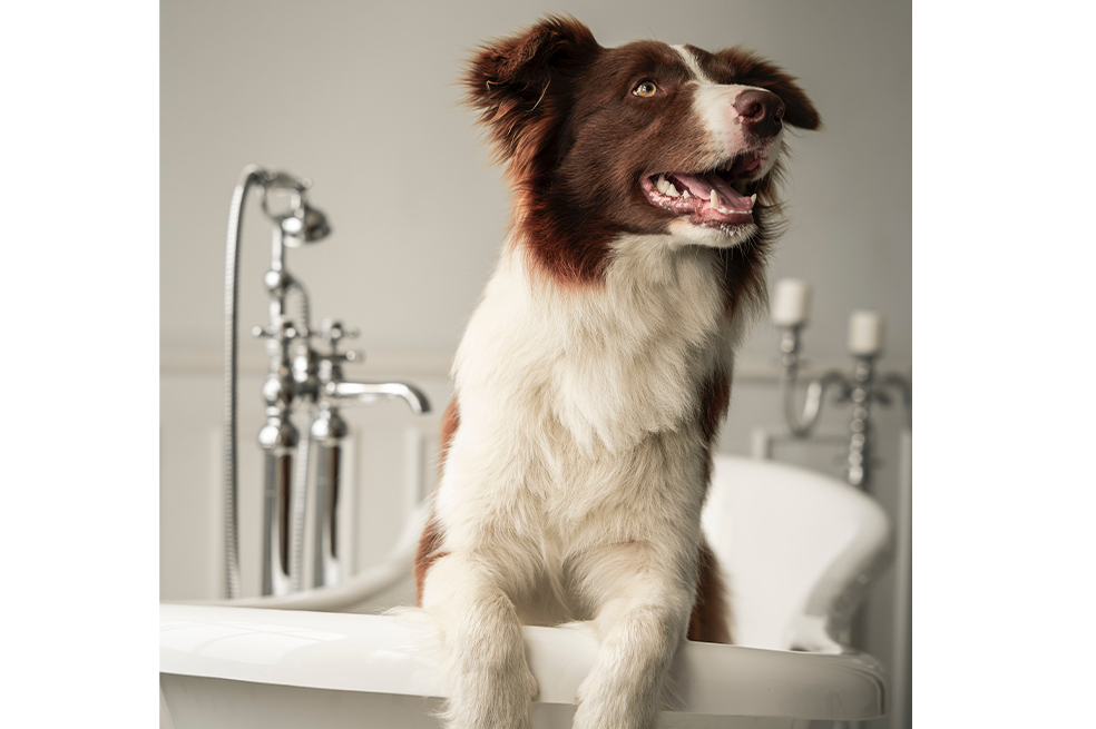 ¿Cuántas veces al mes deberías bañar a tu perro?
