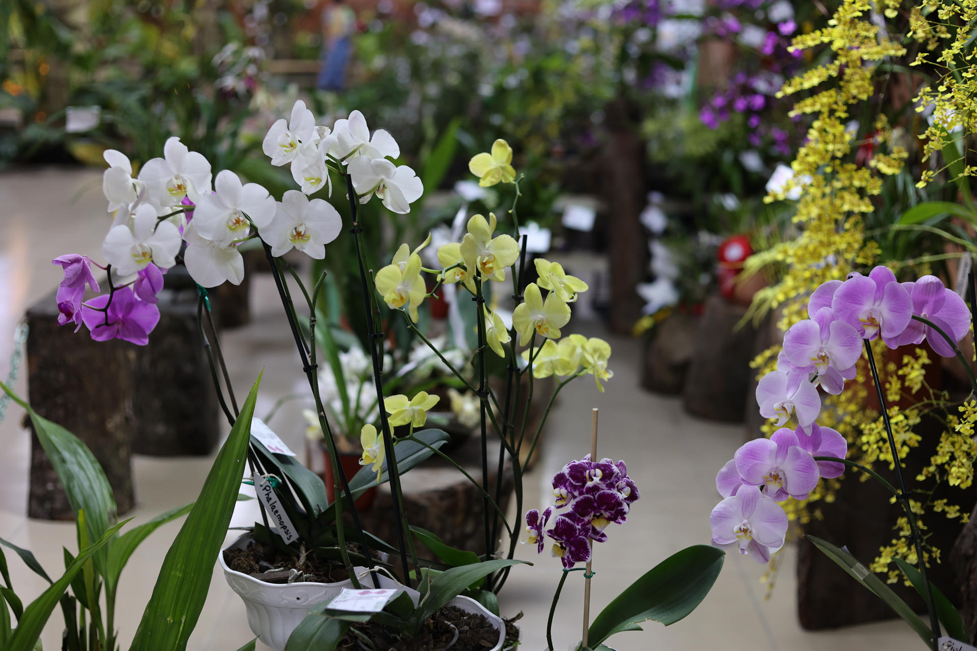 Entrar al reino de las orquídeas