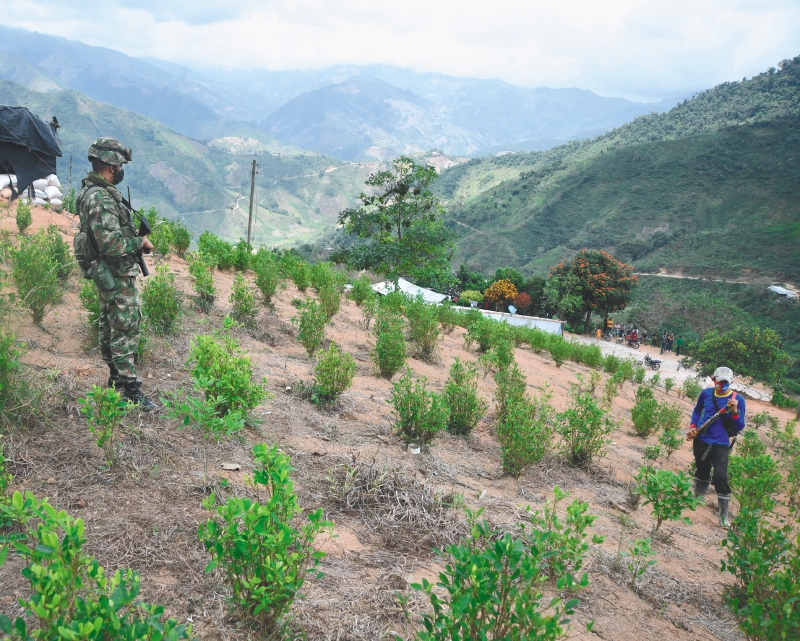 Sur de Bolívar: se hunde sustitución de coca y Policía choca con los cocaleros