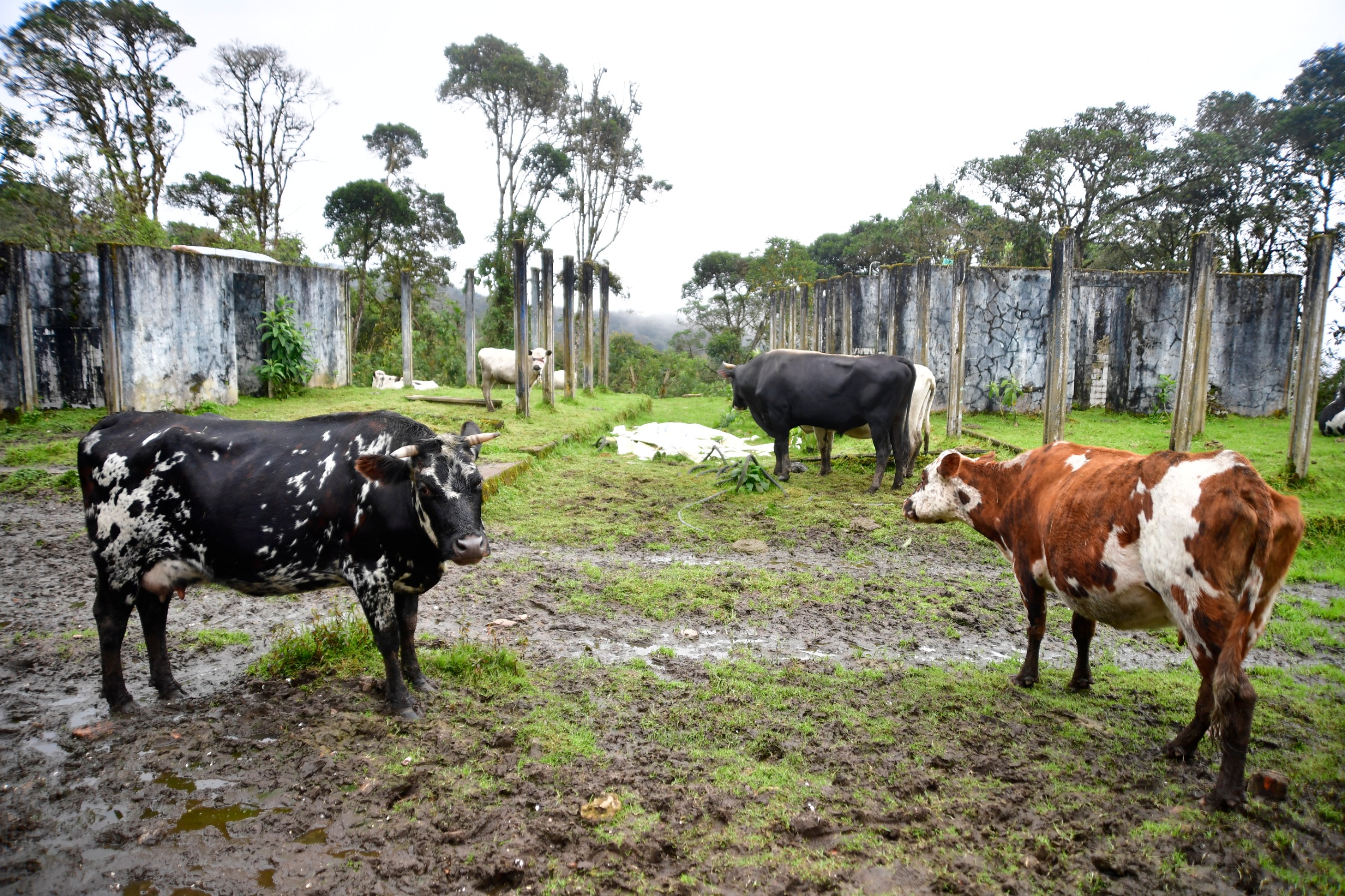 Vacas pastando en la finca El Palmar.
