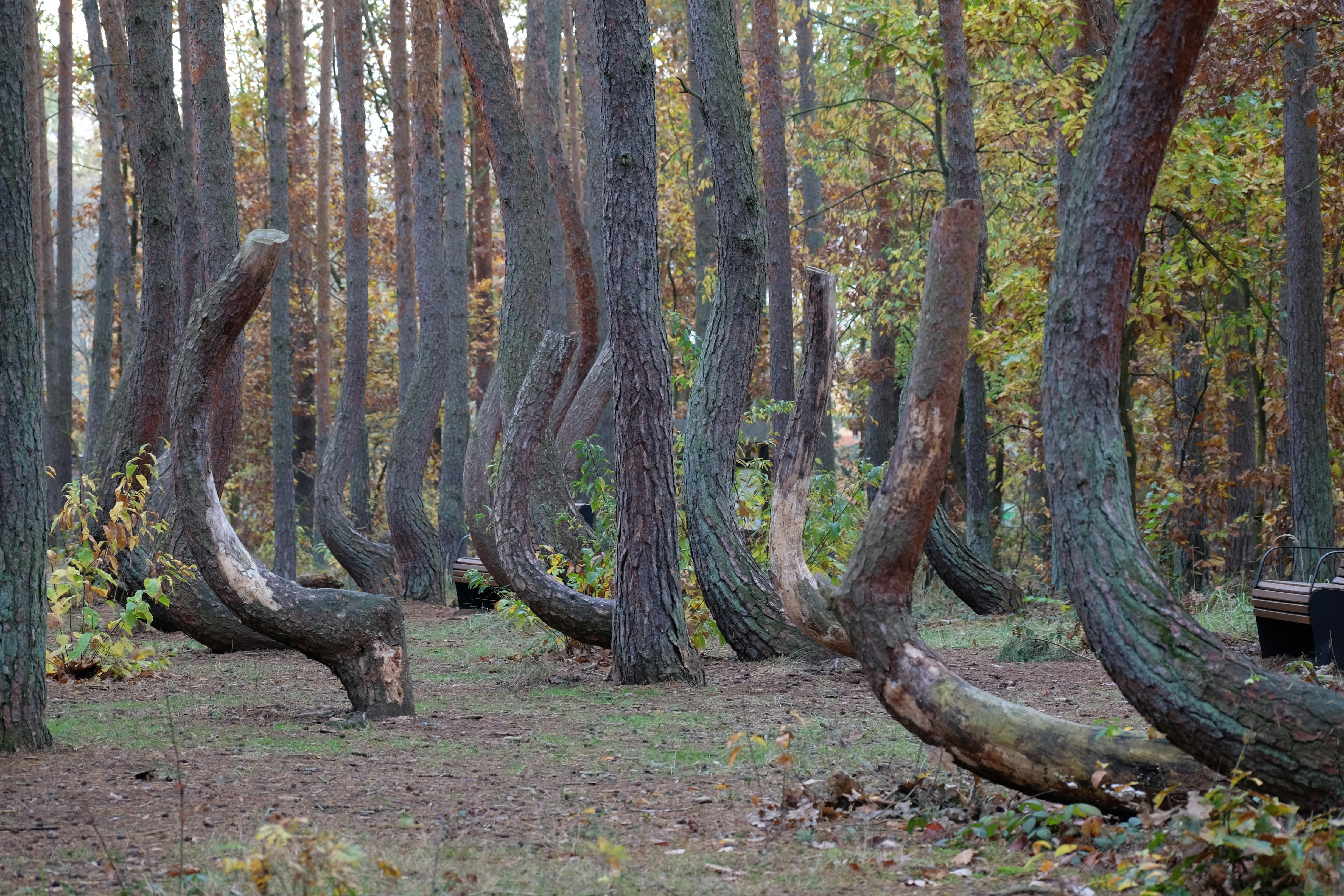 ¿Conoce el bosque de los árboles torcidos? Está cerca de esta ciudad y así puede visitarlo