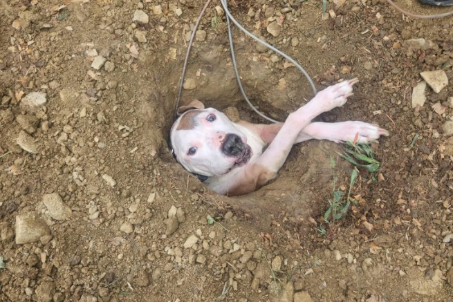 Perro fue “tragado por la tierra” mientras intentaba ir al baño