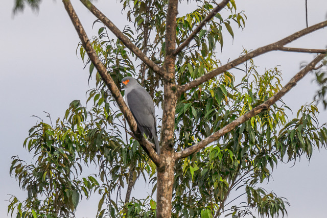 La primera fotografía del azor de Nueva Bretaña (Accipiter princeps) después de 55 años, tomada en Pomio, Nueva Bretaña Oriental, Papúa Nueva Guinea.
© WWF-Pacífico / Tom Vierus