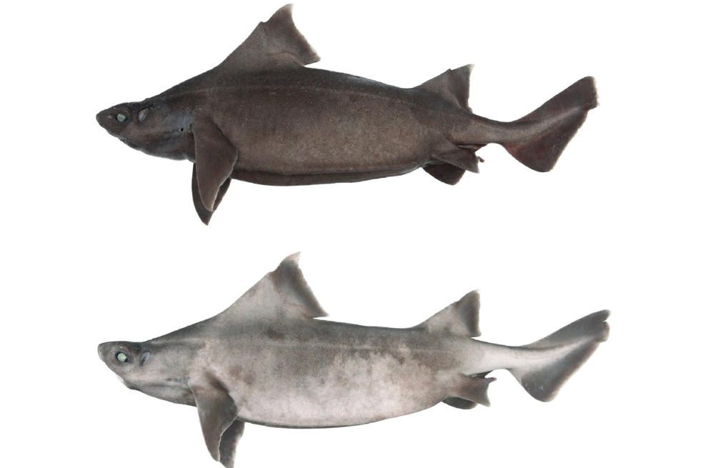 Por primera vez, observan particular alteración en una especie rara de tiburón