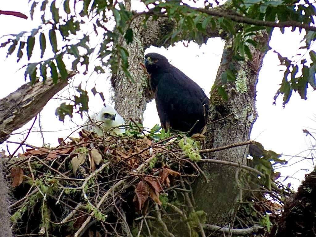 Un águila real de montaña y su polluelo fueron vistos en el norte de Huila
