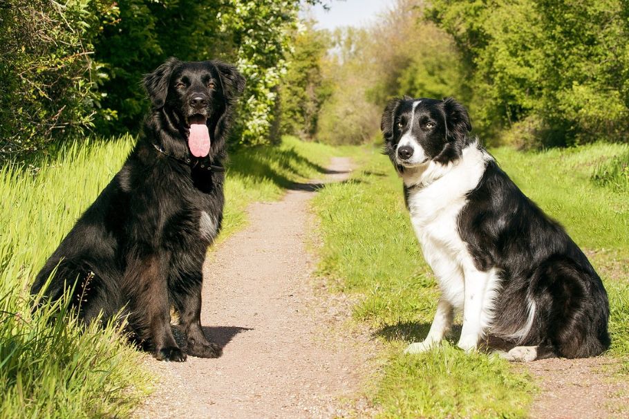 ¿Cuánto tiempo tardan los perros en olvidar a sus dueños?