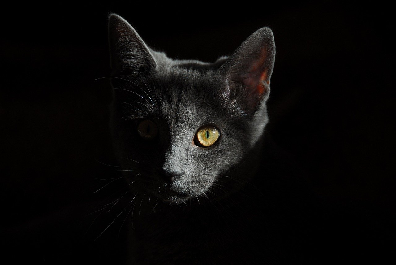 A falta de uno, en el mundo se celebran tres días internacionales del gato. Lejos de la ternura que se vende en redes sociales, este felino ha representado en la literatura una oportunidad para cuestionar la cruda naturaleza humana.