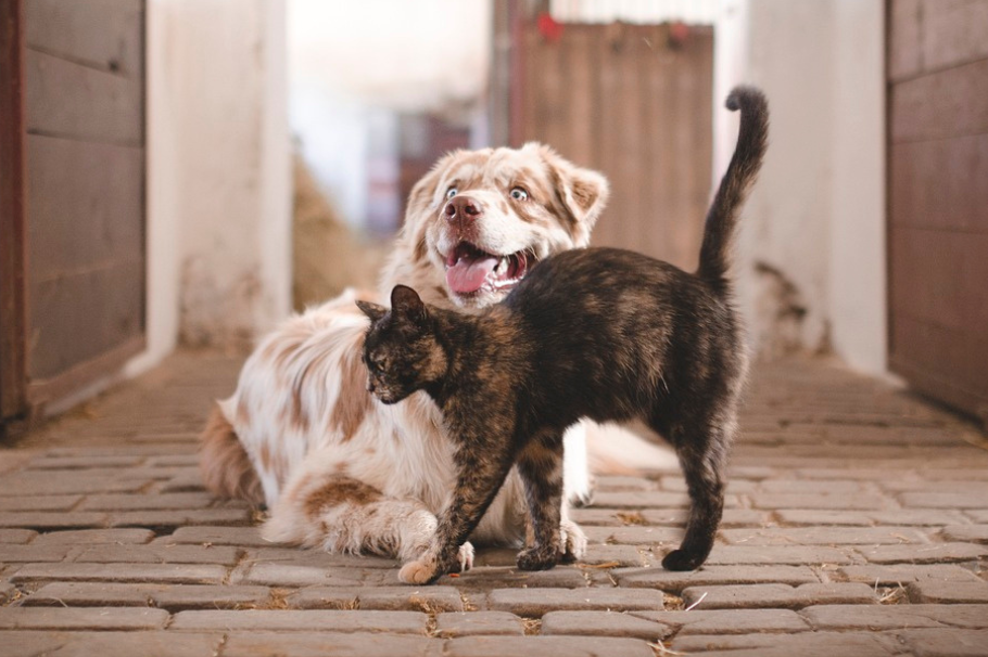 Jornada de adopción de perros y gatos ¡dale un hogar a tu nuevo mejor amigo!