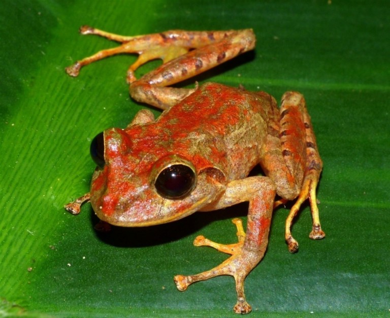 Descubren nueva especie de rana en Panamá: la nombran Greta Thunberg