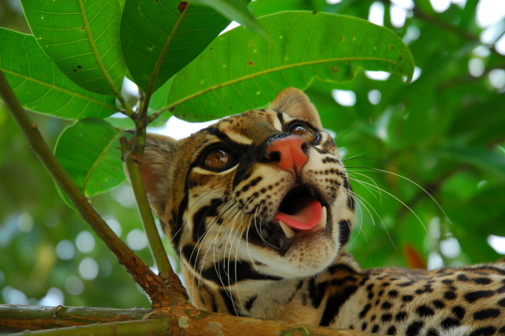 Fotos de animales amenazados en el Día Mundial de la Vida Silvestre