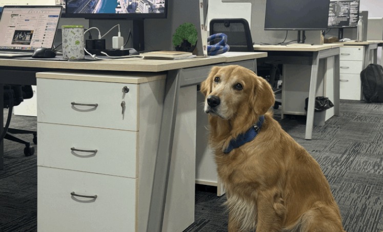 Denver, el perrito que ahora es director y se roba los corazones en la oficina