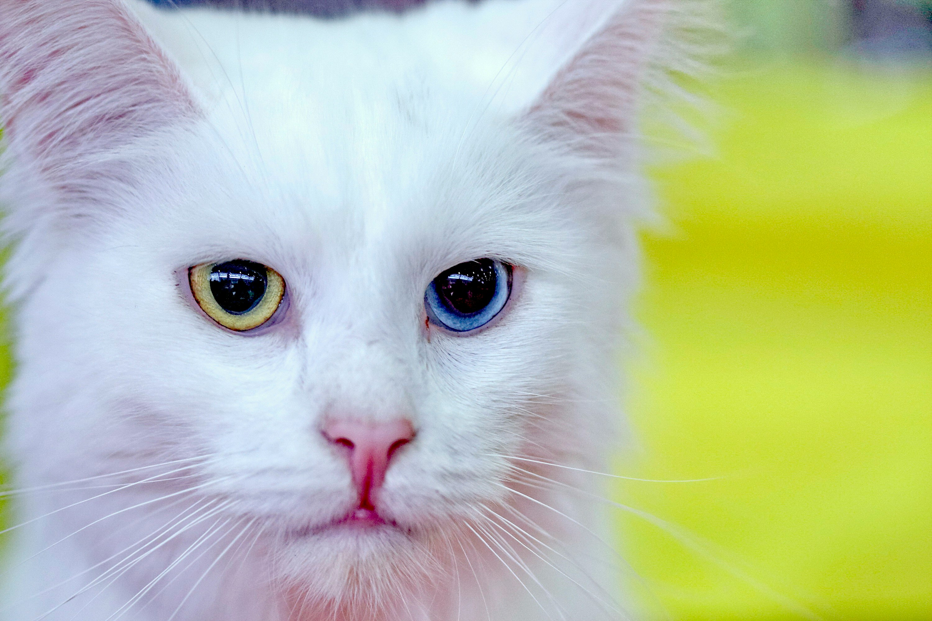 Gatos guardianes: estas son las razas más protectoras con sus dueños