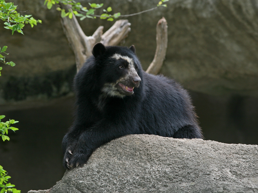 Alerta por cazadores del oso andino en La Calera