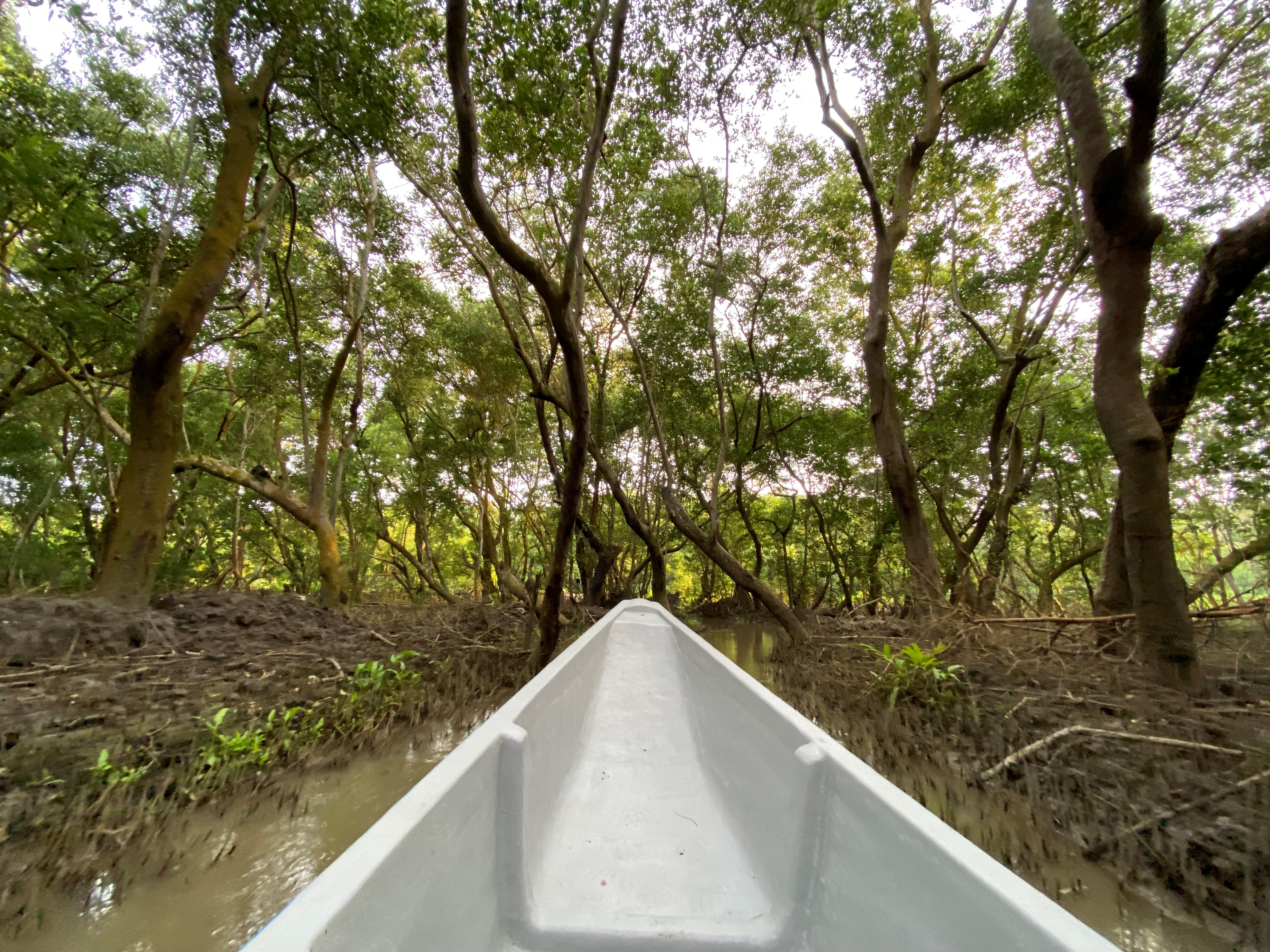 Los manglares son el corazón de Salamanca y, gracias a ellos, el parque es un pulmón para Barranquilla. Es, además, hábitat de peces, cangrejos, jaibas, camarones y almejas.