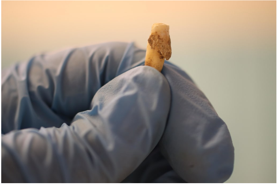 El efecto que tuvo la agricultura sobre la salud bucal de los humanos