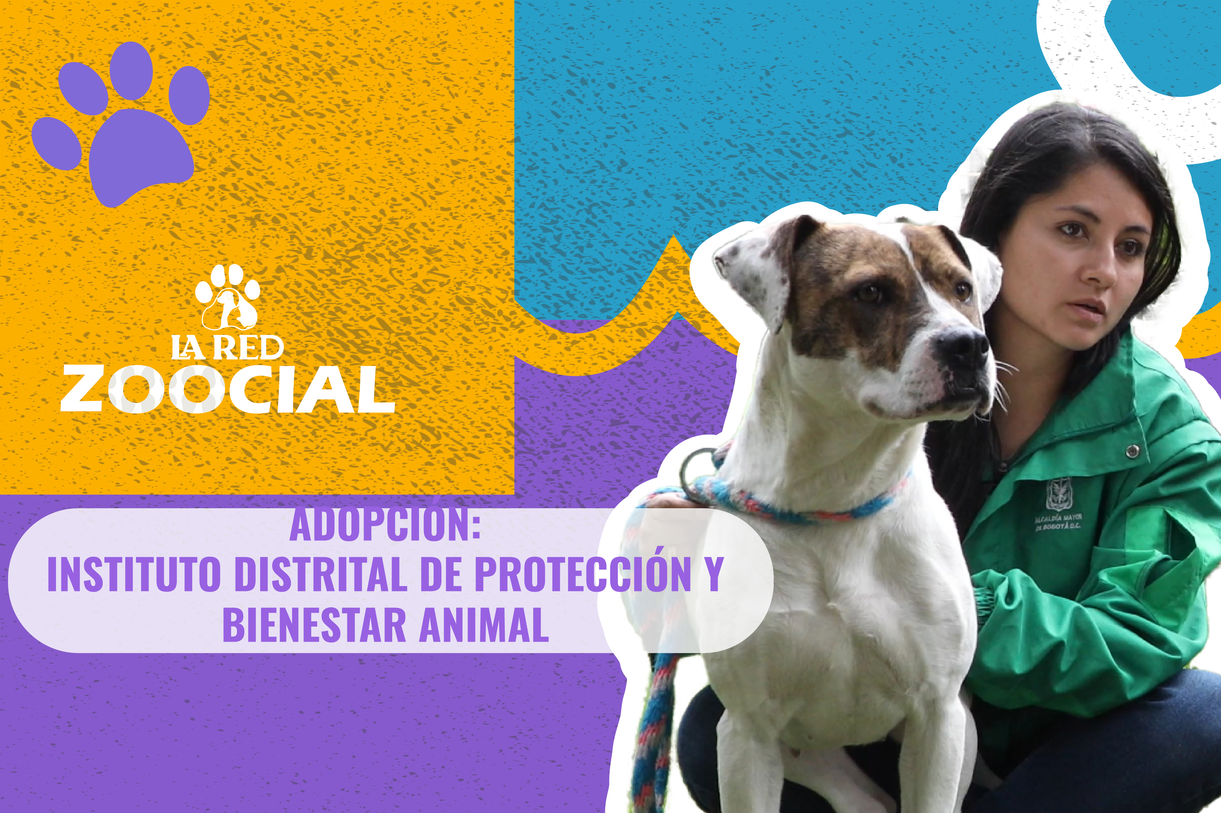 (Video) ¿Cómo puedo adoptar a un perro o gato en Bogotá?
