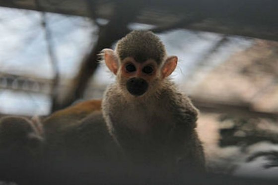 Evangelización pone en peligro especies de animales en Guainía