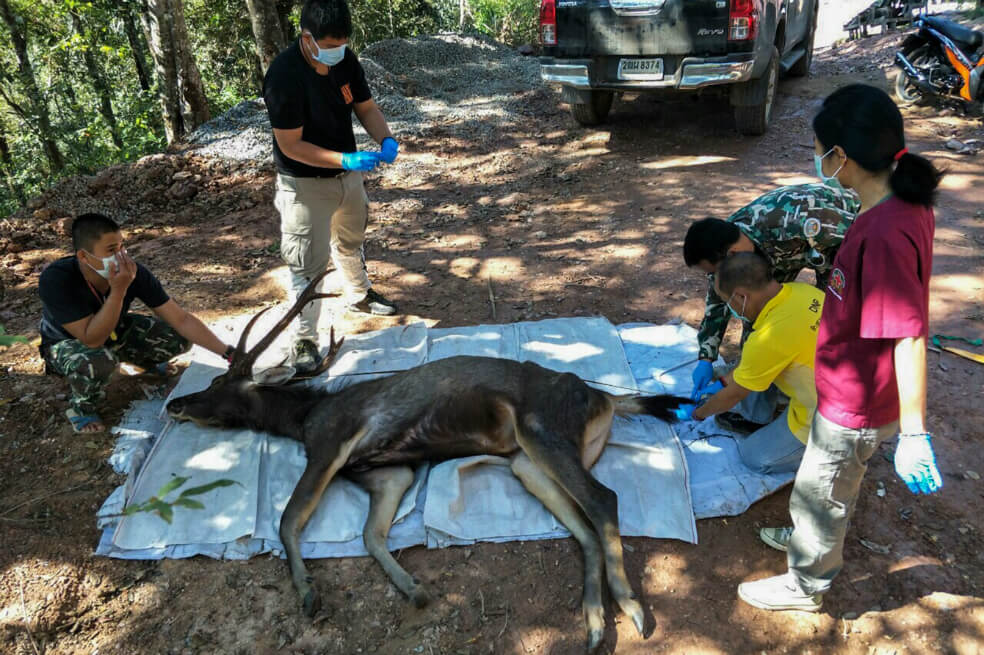Encuentran a un ciervo muerto con siete kilos de plástico en el estómago